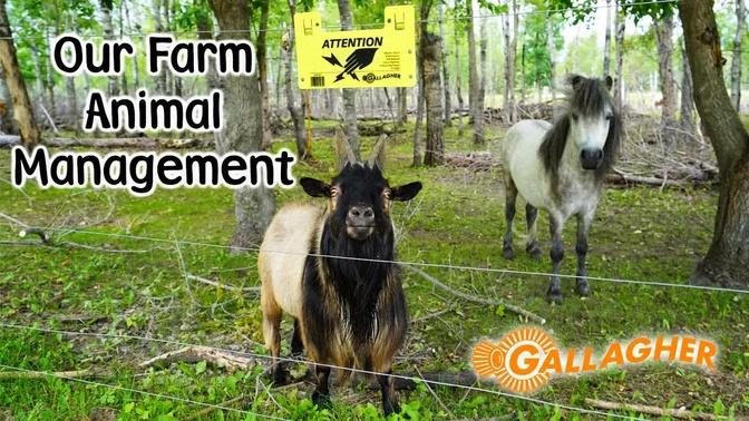 Starting & Maintaining a Farm With Gallagher Animal Management