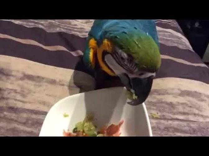 Macaw enjoying dinner