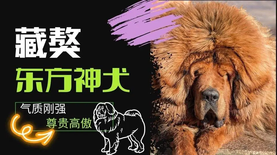 藏獒/东方神犬/巨型犬类/凶猛动物/十万个为什么/你不知道的事