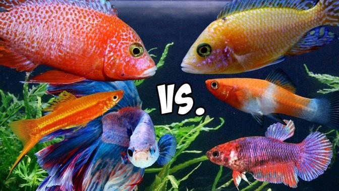 Battle Of The SEXES! Male Fish Vs. Female Fish