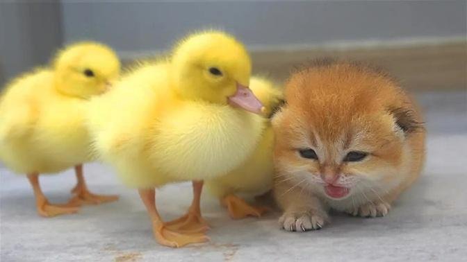 Ducklings run to comfort baby kitten Shin who is crying until mom cat comes