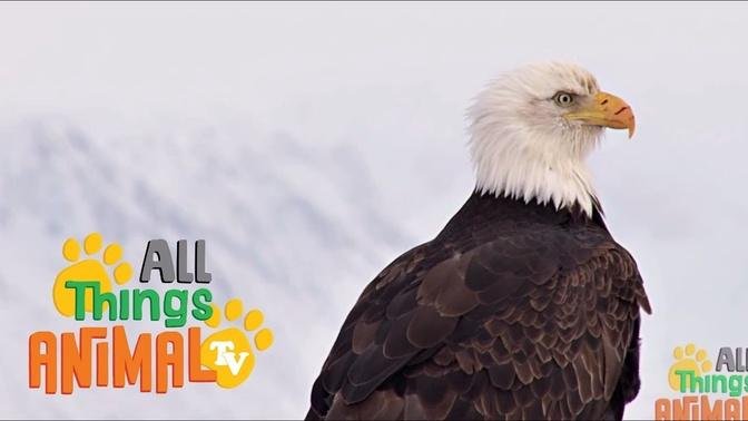  BALD EAGLE * | Animals For Kids | All Things Animal TV