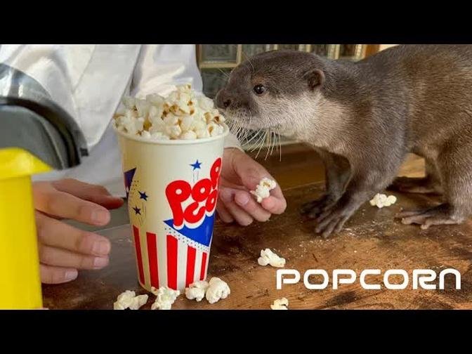 カワウソの前でポップコーン作ったら面白すぎた笑I made popcorn in front of an otter and it was too funny lol
