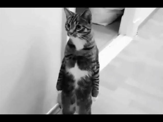 Cats Being Weird Compilation