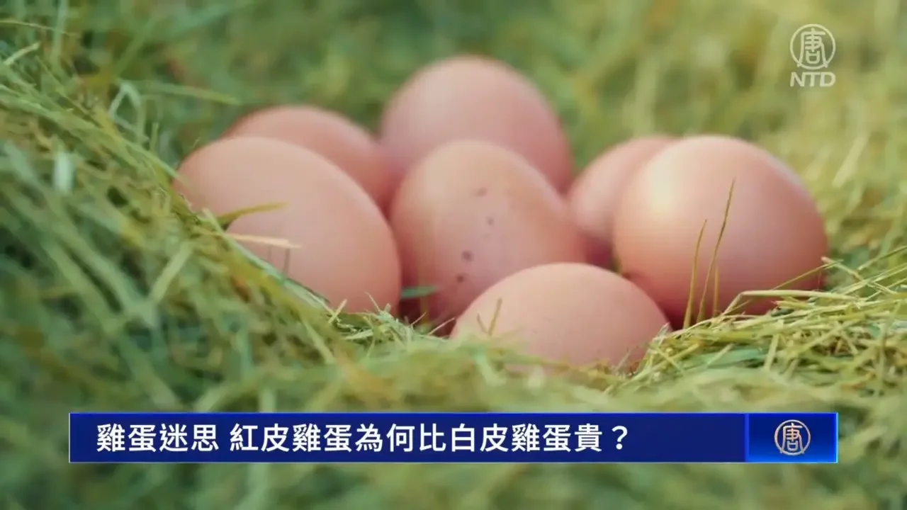 雞蛋迷思 紅皮雞蛋為何比白皮雞蛋貴？