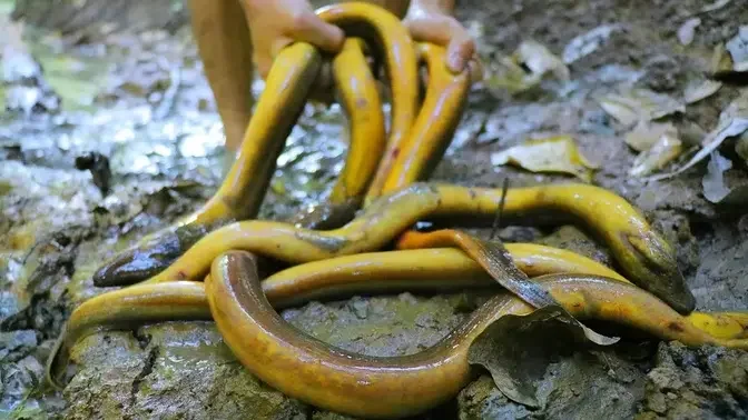 Amazing Catch a lot Big Eels and Cooking near River in Forest