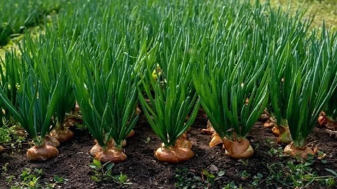 Amazing Onion Farming and Harvesting Techniques - Amazing Onion Cultivation