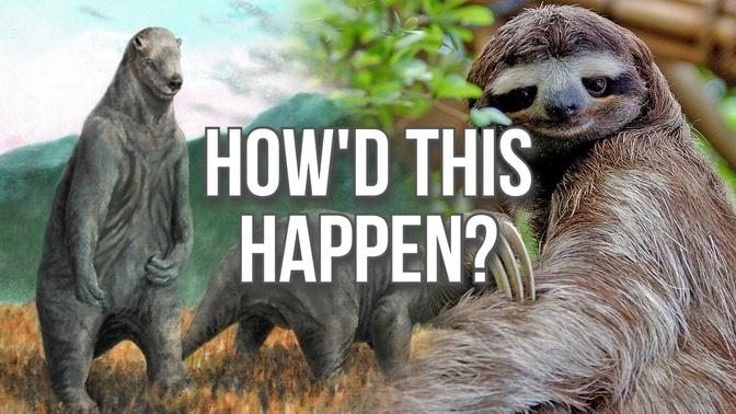 What Happened to Sloths