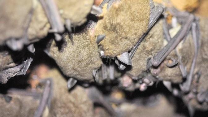 Bats in Crisis: Origins
