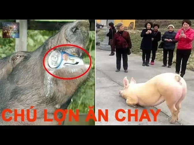 Kỳ Lạ Gia Đình Làm 25 Mâm Cơm Giỗ Đầu Cho Chú Heo Biết Ăn Chay Uống Bia