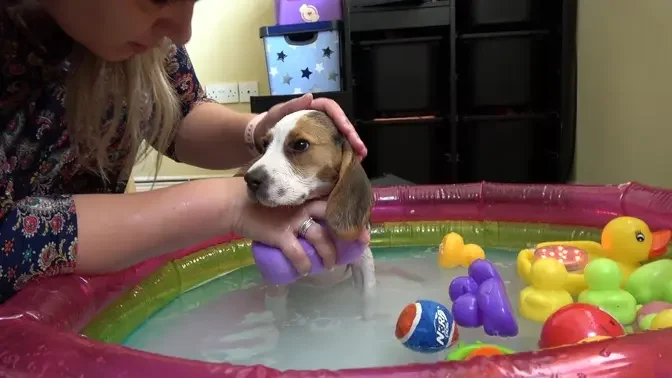 Our New Puppy First Bath Time