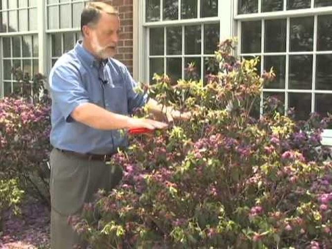 Pruning Rhododendron and Azaleas
