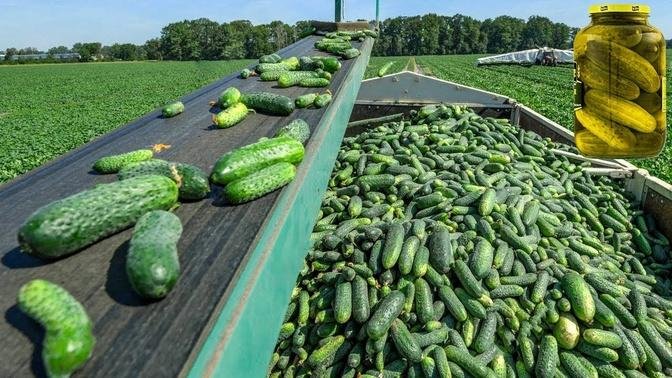 Amazing Greenhouse Cucumber Growing & Harvesting Process - Modern Cucumber Pickles Processing Plant.