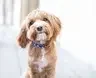 Cute dogs