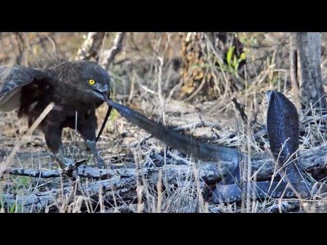 Cobra vs Brown Snake Eagle - Latest Wildlife Sightings
