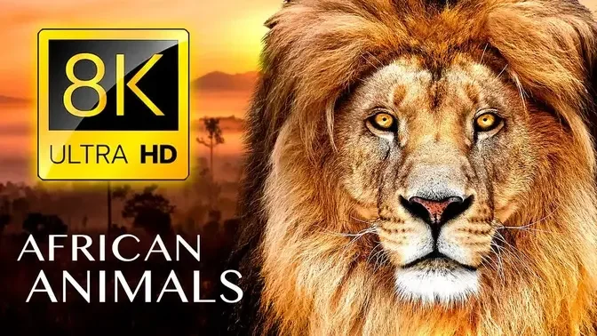 Special Collection of Wild Animals in 8K ULTRA HD / 8K TV