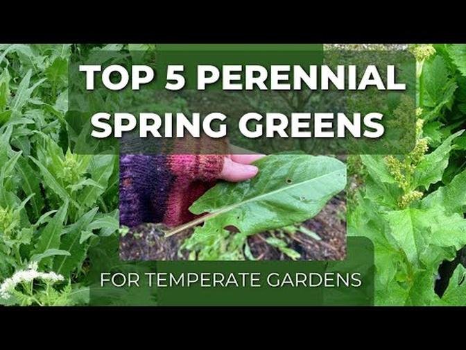 My Top 5 Perennial Leafy Spring Greens - Plant Once, Enjoy For Years!!