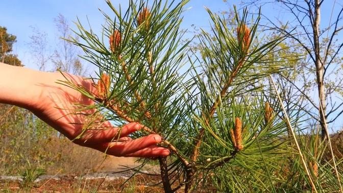 How to Grow Pine Tree from Seed. Easy way.