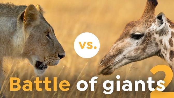 How these Lions Challenged the Giraffes | Impossible Hunt
