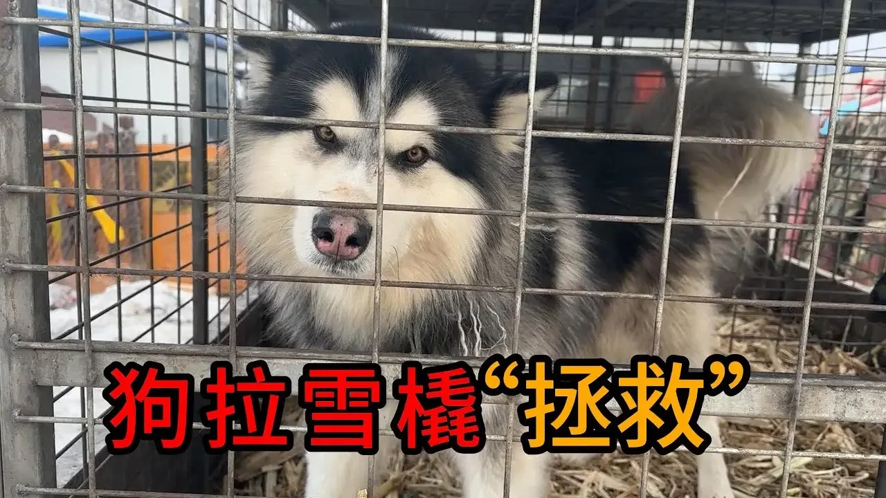 救助站每年都会救助淘汰下来的雪撬犬，因为在雪撬犬工作时候是救助不下来的，它在创造价值，所以，一般都在3月份左右才能开始营救，不过，由于对雪撬犬的网上热点，今年提前开始救助，第一只被救助的犬叫依依