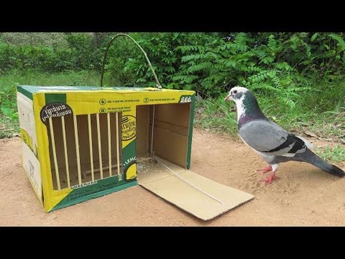 Fast Bird Trap And Easy With Cardboard Box (Bird Trap Video)