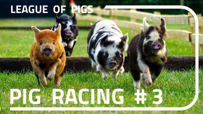 League of Pigs - Round 3!