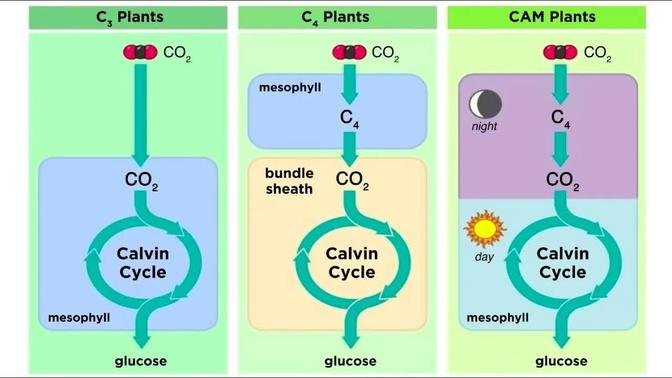 Types of Photosynthesis in Plants: C3, C4, and CAM