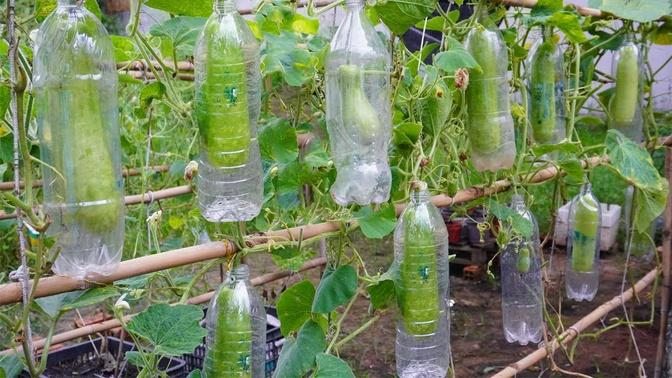 Unique with how to grow gourds in plastic bottles to make meals for your family|Green Utility