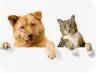 Pets Lover