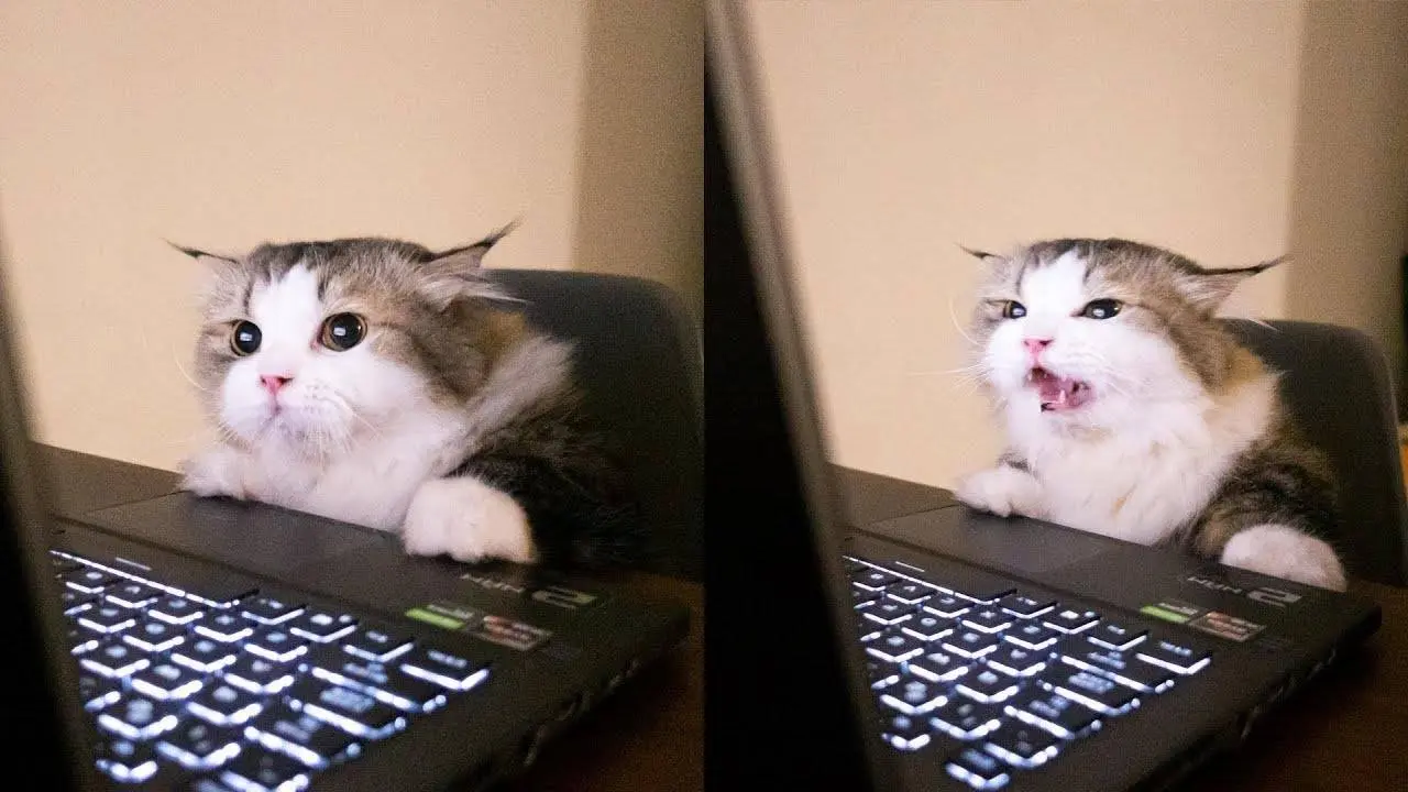 Khi mèo xem Netflix