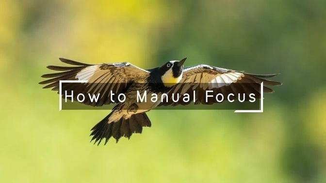 How I Practice Manual Focus in Wildlife Photography
