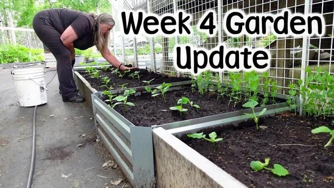 Garden Week 4, New Discoveries