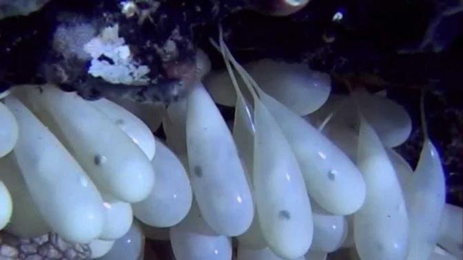 Octopus eggs hatching
