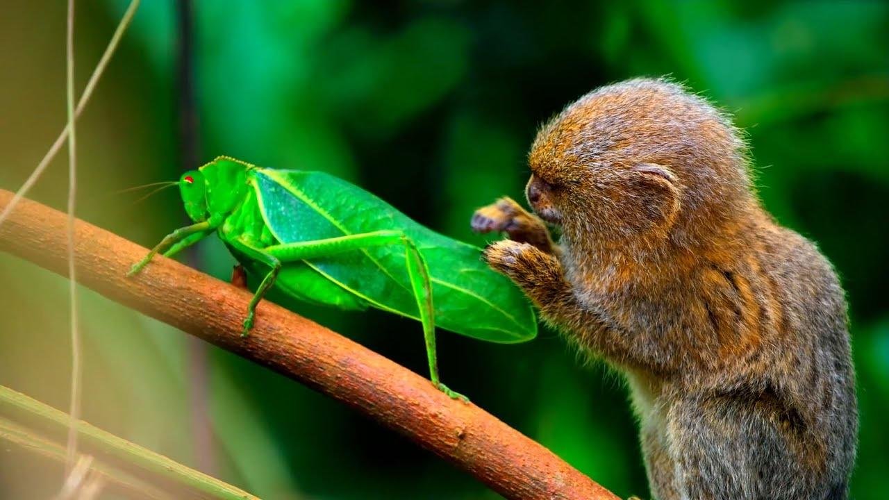小動物的神奇故事01：世界上最小的猴，偷摸螞蚱大腿，以及地球上最像外星生物的蟲子丨傻白說 Silly Boy