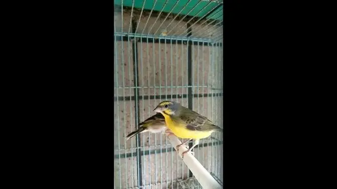 Yellow-fronted Canary X Lemon-breasted Canary