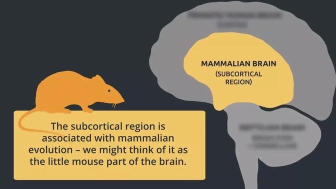 A Quick and Simple Way to Think about the Brain