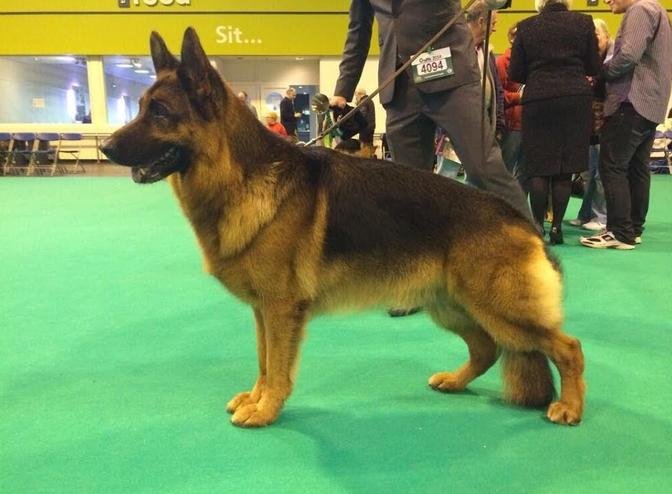 Crufts 2014 - German Shepherd Dog Best of Breed