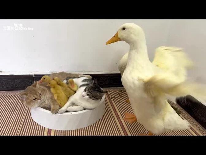 Both kittens are qualified mother ducklings.  Duckling and kitten sleep together.  cute animal