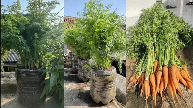 Cara Menanam Wortel Di Galon Dari Benih Sampai Panen How To Grow Carrots From Seed To Harvest