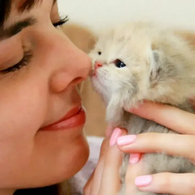 Teddy Kittens