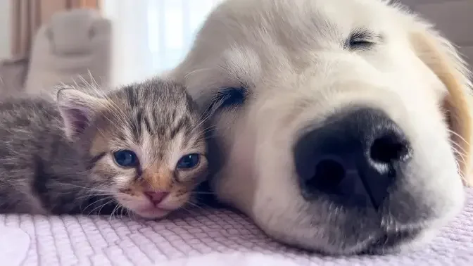 Tiny Kittens Wake Up a Golden Retriever Puppy [Cutest Wake Up Ever]