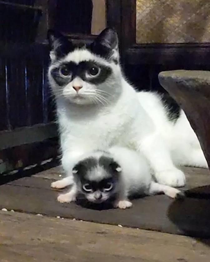 zorro-cat-has-an-adorable-lookalike-kitten-videos-cute-moments-of