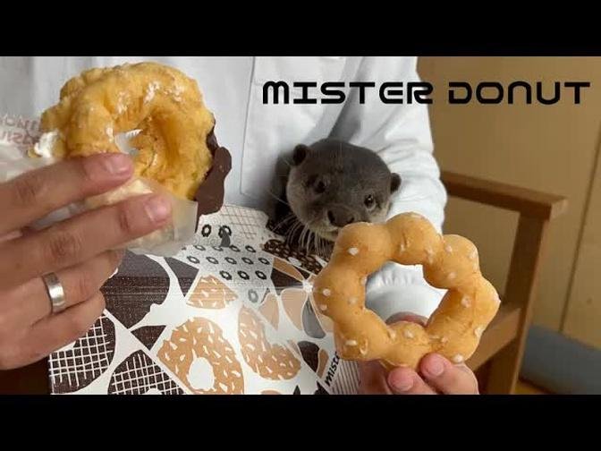 カワウソの横で堂々とミスタードーナツ食べてみた笑I tried to eat Mister Donut proudly next to the otter lol