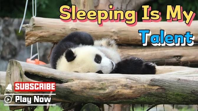 【Super Panda】Episode 281 Can Pandas Sleep Anywhere Anytime? | iPanda