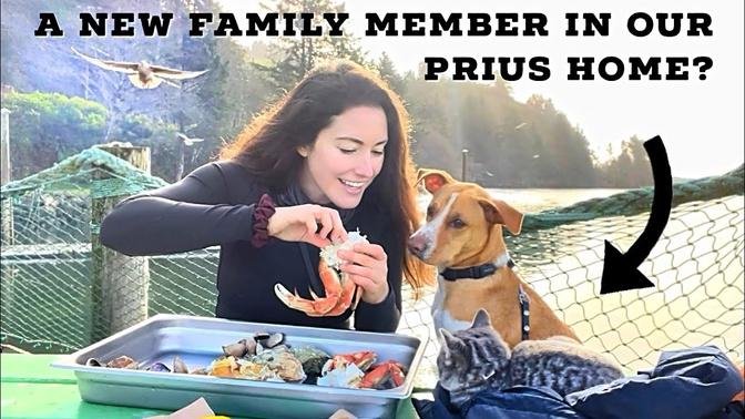 LIVING in a PRIUS on the OREGON COAST: King Tides, Thor’s Well, the BEST Seafood & More Adventures!