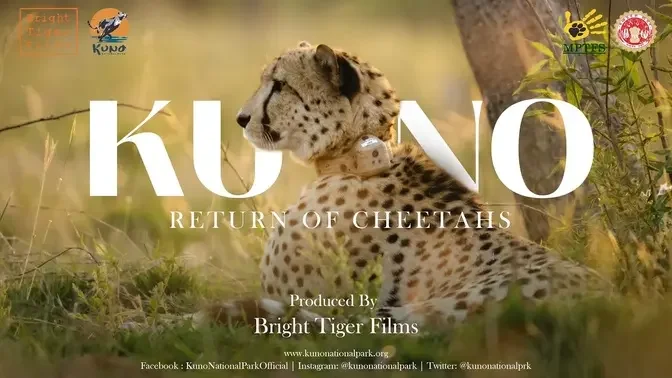 Kuno : Return of Cheetahs