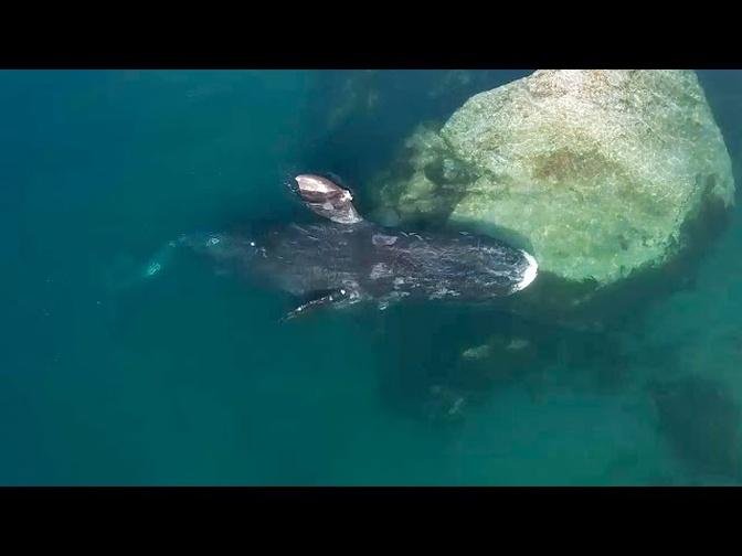 Whale Health Spa | Frozen Planet II | BBC Earth