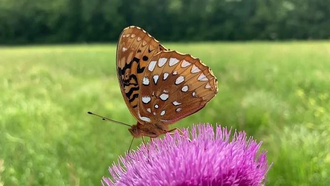 Fritillary Butterfly Sips from a Bull Thistle