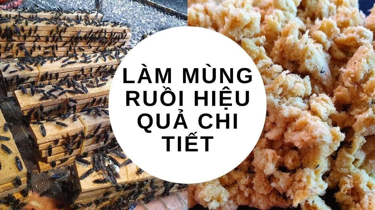 Hướng dẫn làm mùng ruồi Siêu Hiệu Quả( phần 3) | Vy's Farm