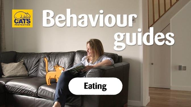 Cats and eating | Cats Protection behaviour guides